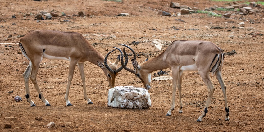 An image of two antelopes standing in the forests of Rollapadu Wildlife Sanctuary.