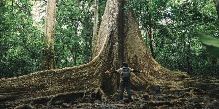A majestic banyan tree with sprawling roots, providing a serene space for meditation.