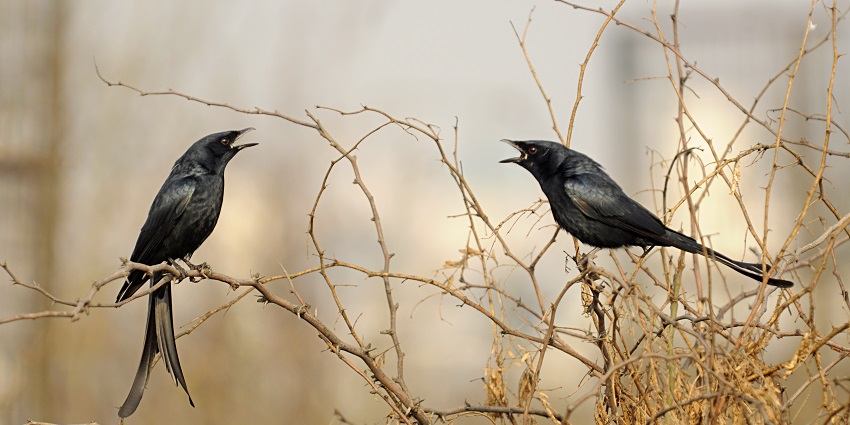 Aravalli Biodiversity Park is a great site to spend some quality time with your beloved.