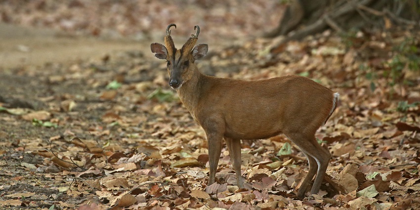 One of the places to visit in Guwahati with friends, Assam State Zoo and Botanical Garden is a home to exotic flora and fauna.