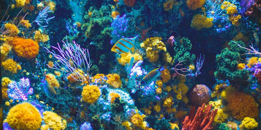 Atlantis Water Sports offer an excellent experience for scuba diving in Calangute.