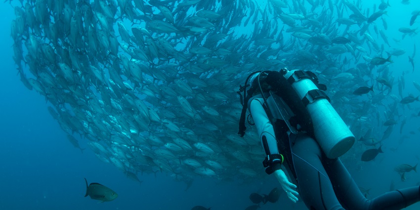 A glimpse of a person diving deep into the waters and is encircled by a shoal of fish.