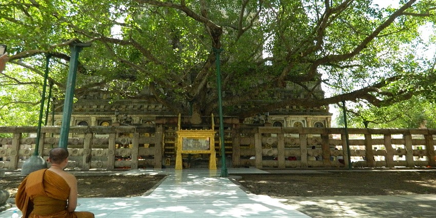 A monk sits under the Bodhi Tree where Gautam Buddha reportedly attained enlightenment.