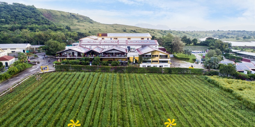 Exploring the Sula Vineyards in Nashik is one of the best things to do in Maharashtra.