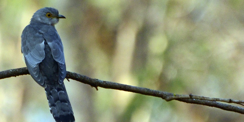 Common hawk cuckoo from BR Hills.
