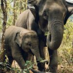 Image of two elephants mother and its baby exploring in the lush green forest