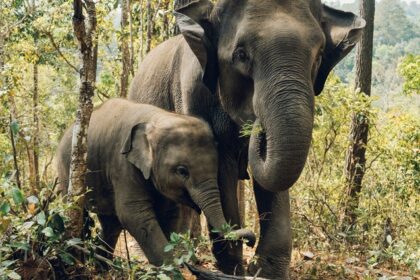 Image of two elephants mother and its baby exploring in the lush green forest