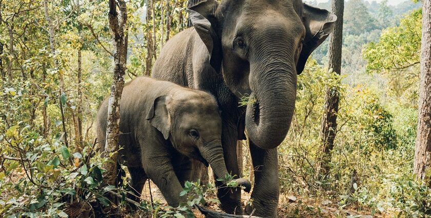 Image of two elephants mother and its baby exploring in the lush green forest