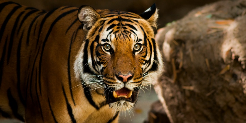 A fierce tiger spotted at the famous Ba Vi National Park in the region of Vietnam.