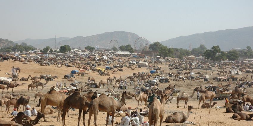 A vibrant scene from the Baba Ramdev Cattle Fair, featuring livestock and local crafts.