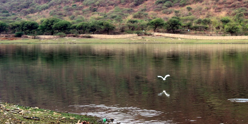 A bird above the calm waters of Badi Lake, surrounded by lush greenery and peaceful setting