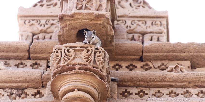 The landscape picture of the squirrel in the ancient temple, similar to Badi Mata Temple.