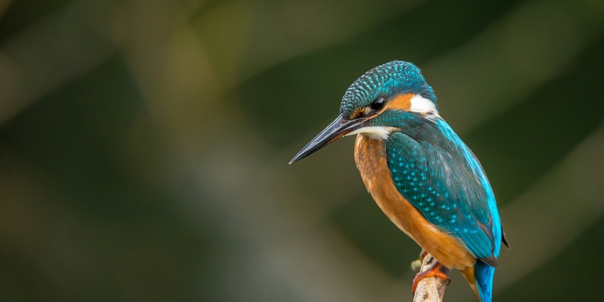 A beautiful blue-coloured bird spotted at the famous Bagdara Nature Park in Rajasthan.