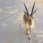 Indian gazelle grazing, representing the antelope species found in Bagdara Wildlife Sanctuary.