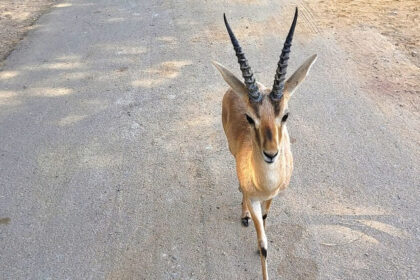 Indian gazelle grazing, representing the antelope species found in Bagdara Wildlife Sanctuary.