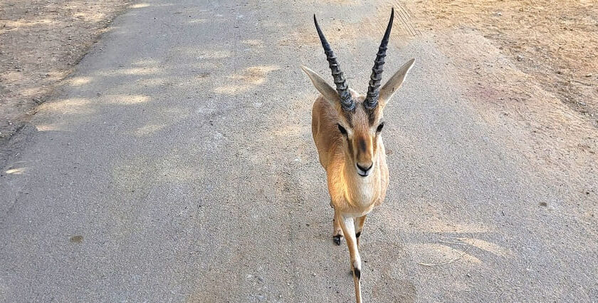 Indian gazelle grazing, representing the antelope species found in Bagdara Wildlife Sanctuary.