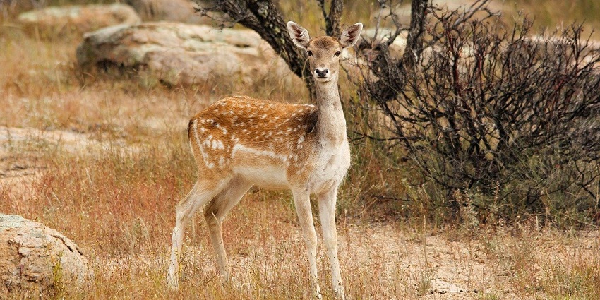 An image of a deer at the Bagdara Wildlife Sanctuary, one of the best places to visit near Son Gharial Wildlife Sanctuary.