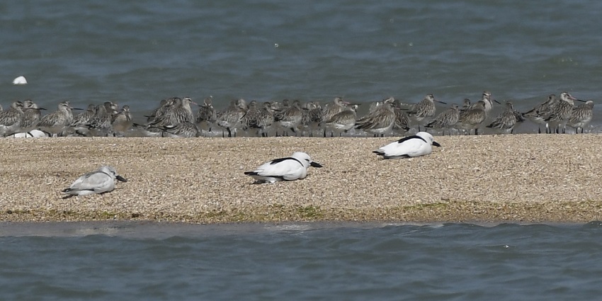 Crab plover at the beach.