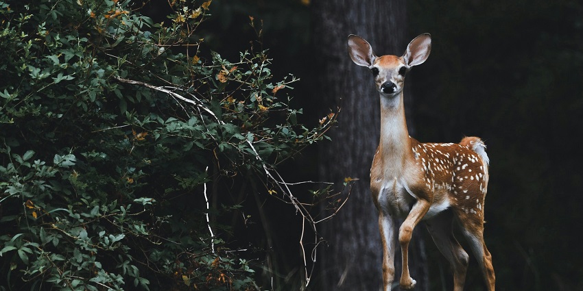 Balaram Ambaji Wildlife Sanctuary is one of the most amazing places to visit for all.