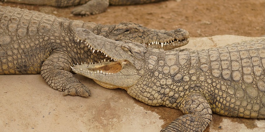 Crocodiles at the Balsamand Lake Wildlife Park, one of the popular zoos in Jodhpur.