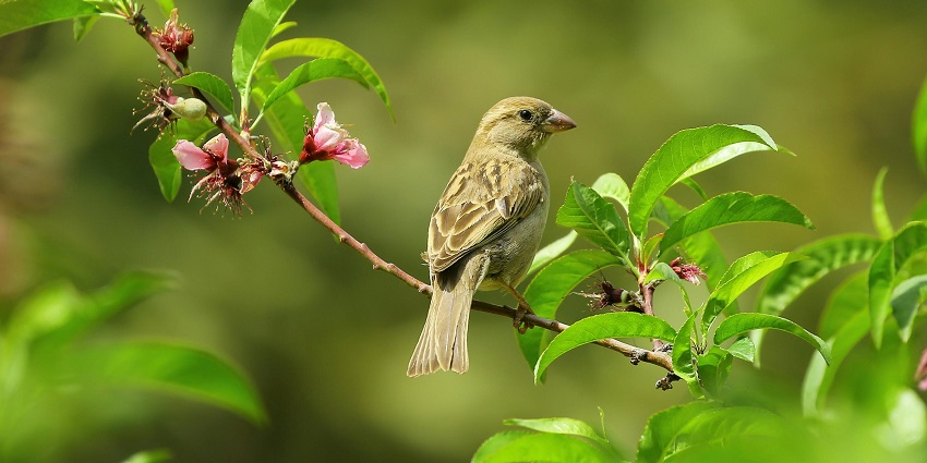 A beautiful bird spotted sitting on a branch of a blooming plant in Balukhand-Konark.