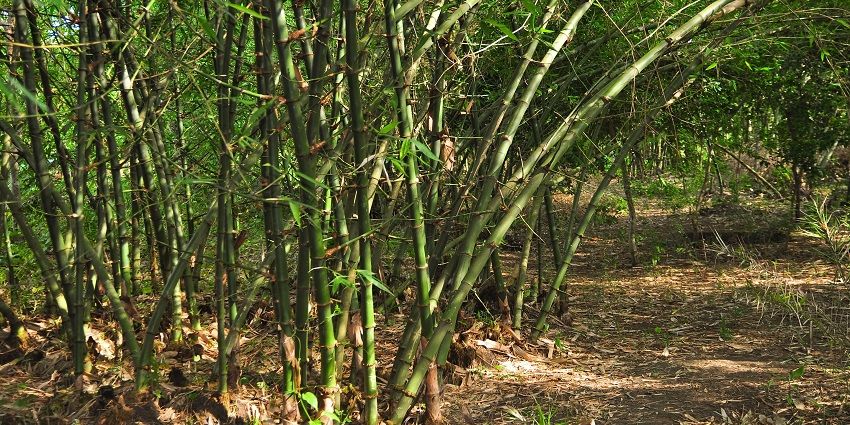 Amravati’s bamboo park offers walking paths, educational displays, and picnics.