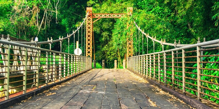 Dense, lush green forest in Tripura inviting exploration, with thick foliage and tall trees.