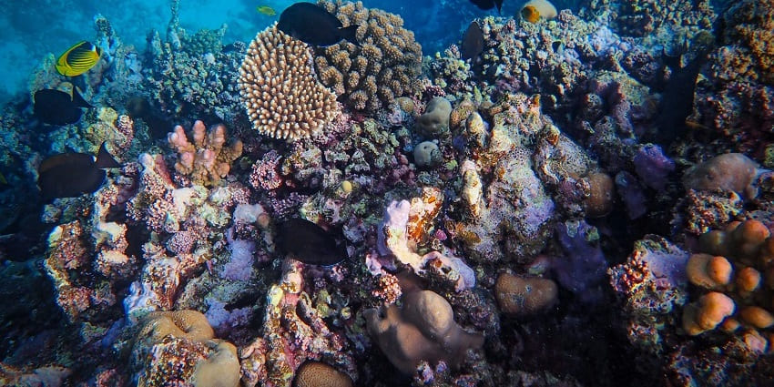 Banana Reef is one of the most amazing and famous destinations for Maldives snorkelling.
