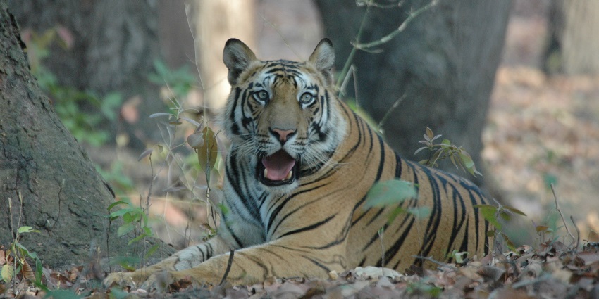 A tigress roaming in Bandhavgarh, reflecting the tiger population, the best place near Panpatha Wildlife Sanctuary