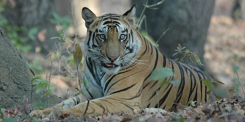 An image of a tigress in Bandhavgarh National Park, amongst the best places to see near Dinosaur Fossil National Park.