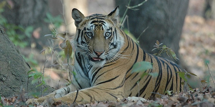 A tiger resting in the fields of the Bandhavgarh National Park, Madhya Pradesh, India.