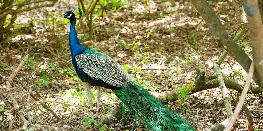 An image of a Peacock in Bandhavgarh National Park, amongst the best places to see near Ralamandal National Park.