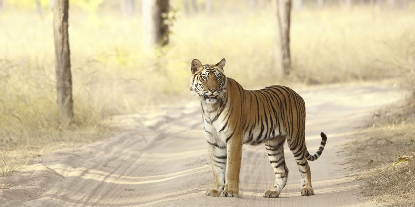 A view of a king of tigers moving through the dark woods of Bandhavgarh National Park.