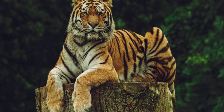 A close view of a tigress at Bandhavgarh National Park is among the top places to visit near Madhya Pradesh