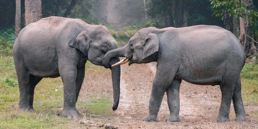 An image of Elephants in Bandhavgarh National Park amidst lush greenery.