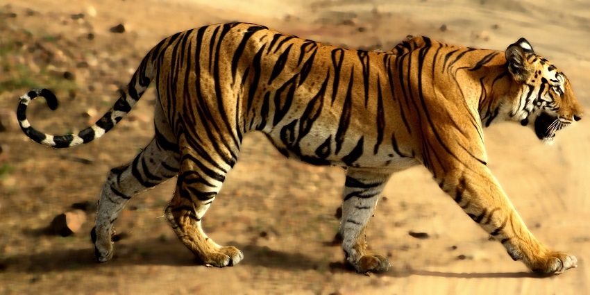 Home to many tigers, Bandhavgarh is one of the best national parks near Indore.