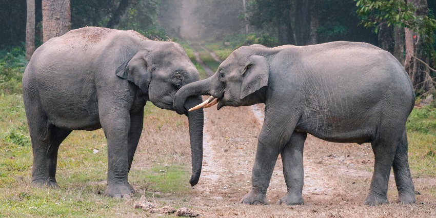 Bandhavgarh Tiger Reserve is one of the best places to visit near Rewa for adventure.