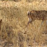 Spotted deer with her fawn in a natural forest setting at Bandhavgarh Wildlife Sanctuary, surrounded by lush greenery.