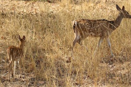 Spotted deer with her fawn in a natural forest setting at Bandhavgarh Wildlife Sanctuary, surrounded by lush greenery.