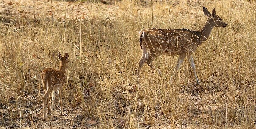 Spotted deer with her fawn in a natural forest setting at Bandhavgarh Wildlife Sanctuary, surrounded by lush greenery.