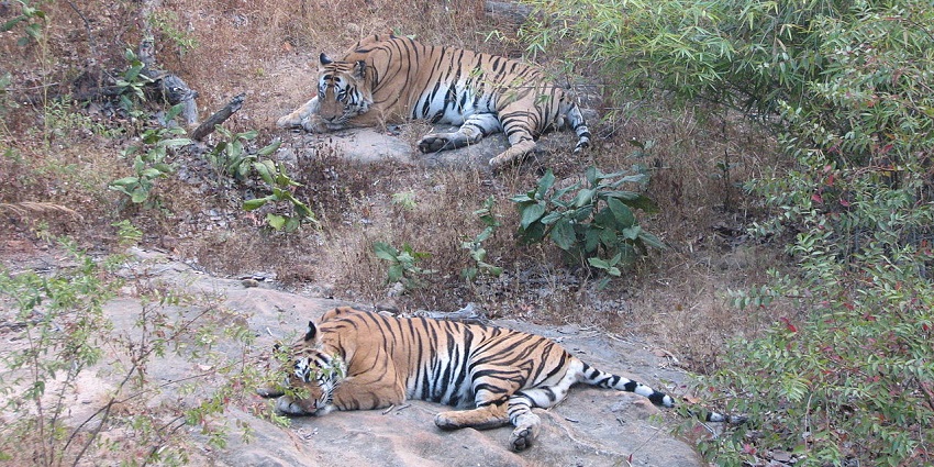 Two Bengal tigers resting in the wild at Bandhavgarh National Park, Madhya Pradesh.