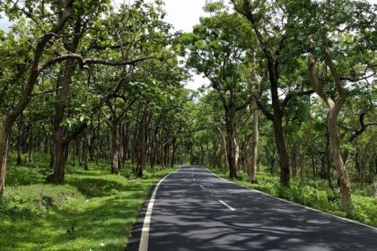 Bandipur National Park is a tiger reserve.