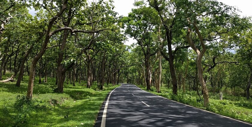 Bandipur National Park is a tiger reserve.