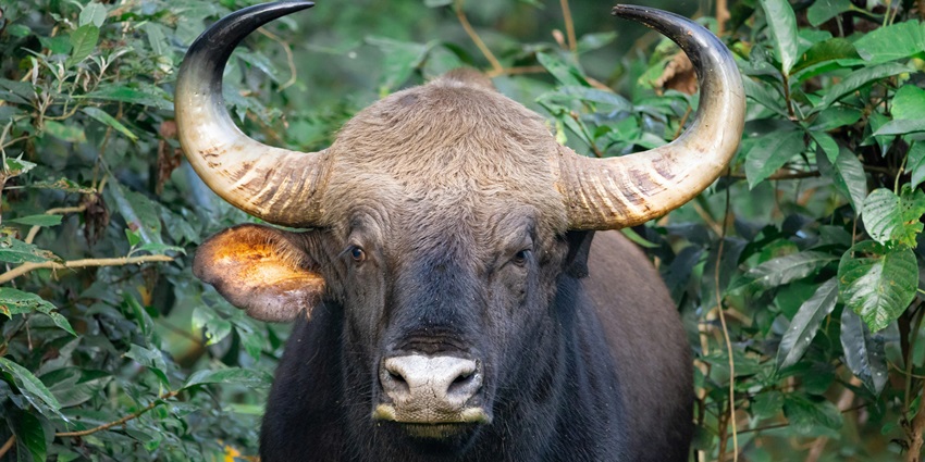 The road through the park offers various sightings including leopards, boars, etc.