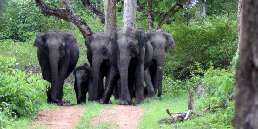The Bandipur National Park is one of the best attractions near Cauvery Wildlife Sanctuary.