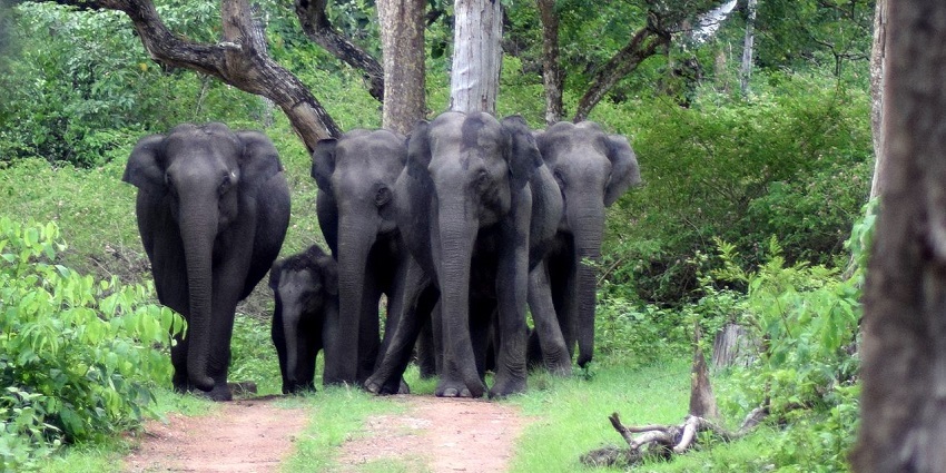 One of the best wildlife sanctuaries near Mysore, it is a part of the Nilgiri Reserve.