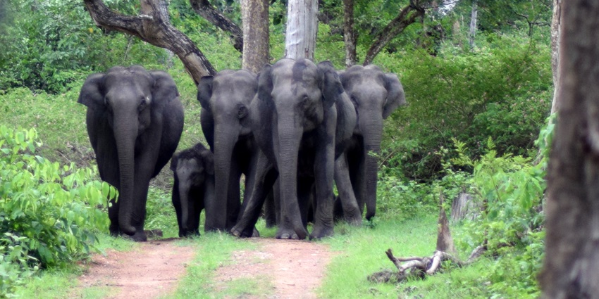 Image of herd of elephants walking around in the Bandipur National Park