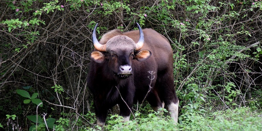 Bison at the Bandipur National Park near bangalore.