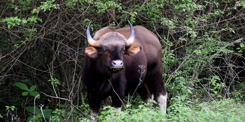 A bison grazing in Bandipur National Park, Karnataka, surrounded by lush greenery.