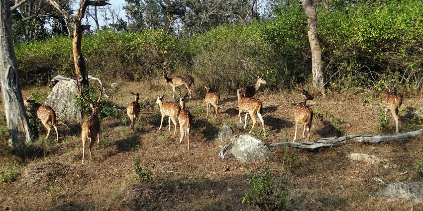 Deers and other animals can be found in Bandipur National Park.